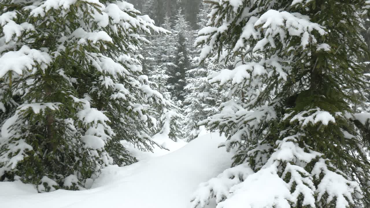 Panoramic shot of a winter spruce forest with snowdrifts and falling snowflakes.
