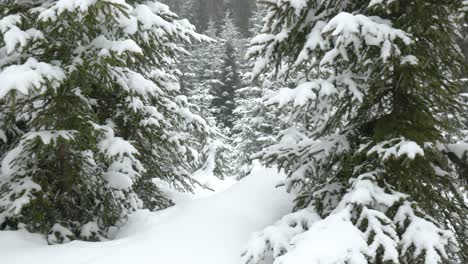 panoramic shot of a winter spruce forest with snowdrifts and falling snowflakes.
