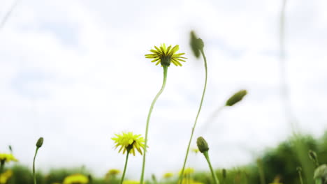 Yellow-and-green-wild-flowers-in-the-rural-English-countryside-move-gently-in-the-light-wind