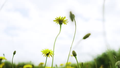 flores silvestres amarillas y verdes en la campiña inglesa rural se mueven suavemente con el viento ligero