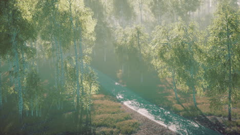 dirty-road-through-summer-forest