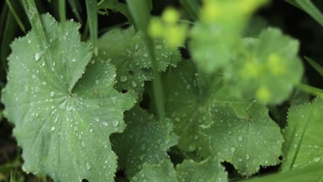 Big-Leafy-Ferns-with-Morning-Dew