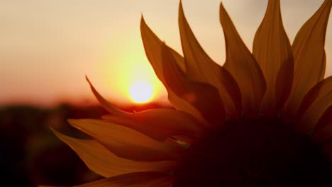 Sunflower oil agriculture.