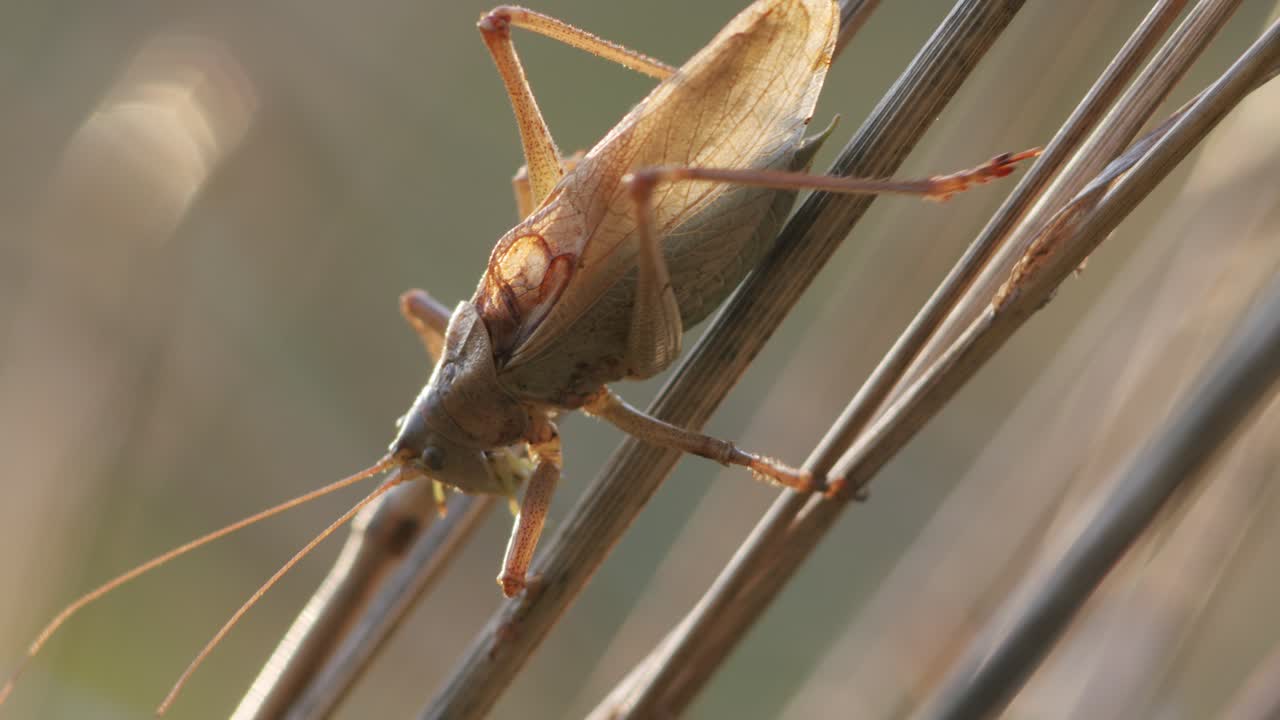 Bush cricket in late autumn evening light chirping on grass stem