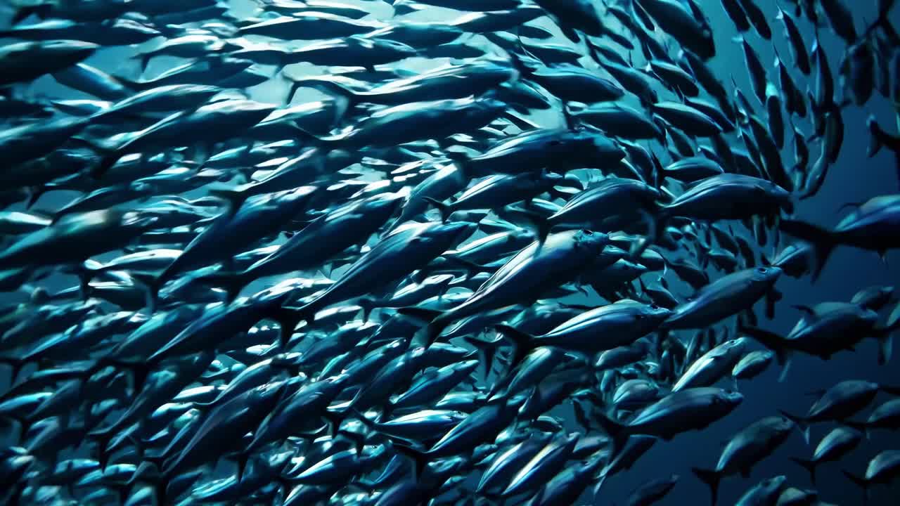 Underwater video captures a dynamic, swirling school of fish from a low-angle, showcasing fluid