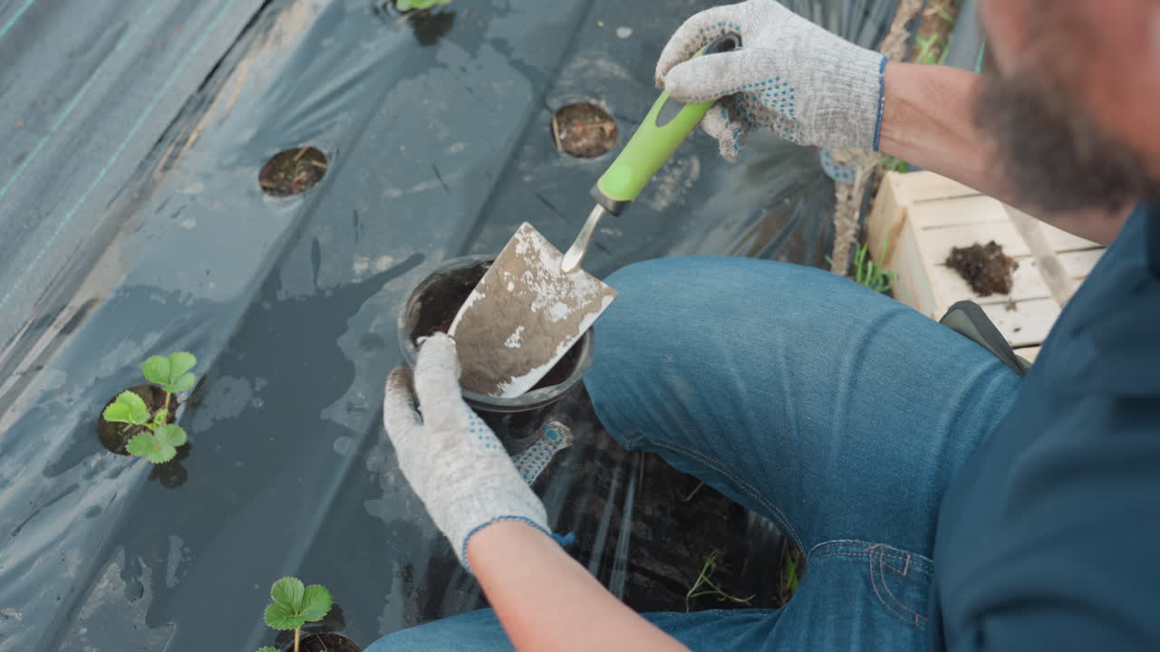 male gardener kneels on black mulch film holds seedling container uses green trowel to scoop soil and plant seeds into holes beside strawberry seedlings under daylight closeup top down view