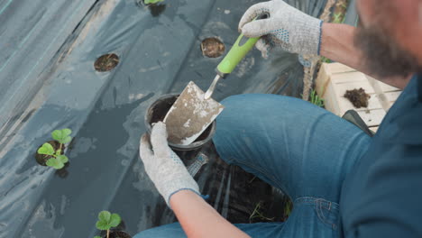 male gardener kneels on black mulch film holds seedling container uses green trowel to scoop soil and plant seeds into holes beside strawberry seedlings under daylight closeup top down view