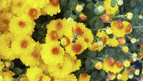 A-hornet-sits-stationary-on-a-yellow-and-orange-mum-in-the-fall,-close-up