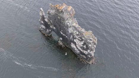 drone shot of hvítserkur basalt stack and birds flying over, icelandic natural landmark