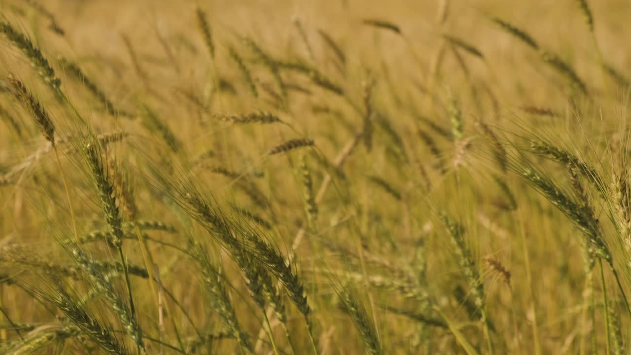Static shot of Wheat ears waving in the wind, cultivated Wheat field, Slow motion