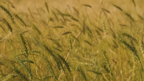 Statische-Aufnahme-Von-Weizenähren,-Die-Im-Wind-Wehen,-Bebautes-Weizenfeld,-Zeitlupe