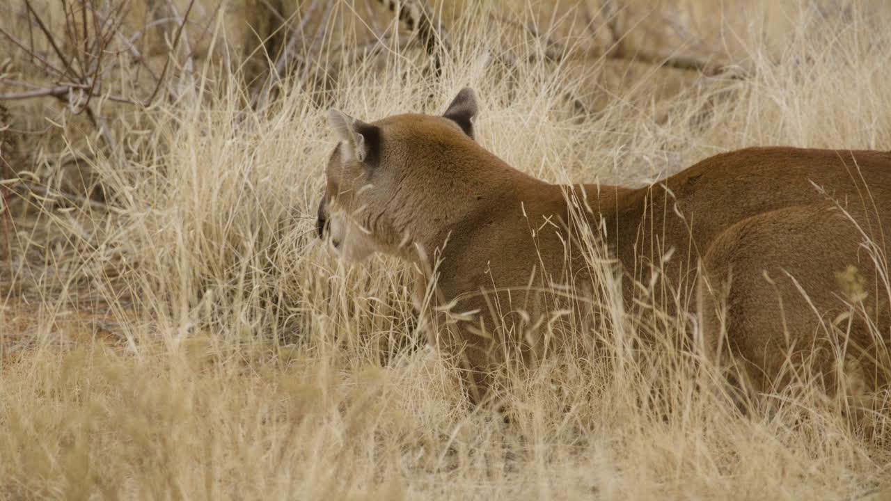 cougar die op prooi springt buiten de camera in slow motion.