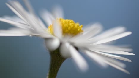 Nahaufnahme-Einer-Gänseblümchenblume-Im-Sommersonnenschein-Mit-Blauem-Himmel