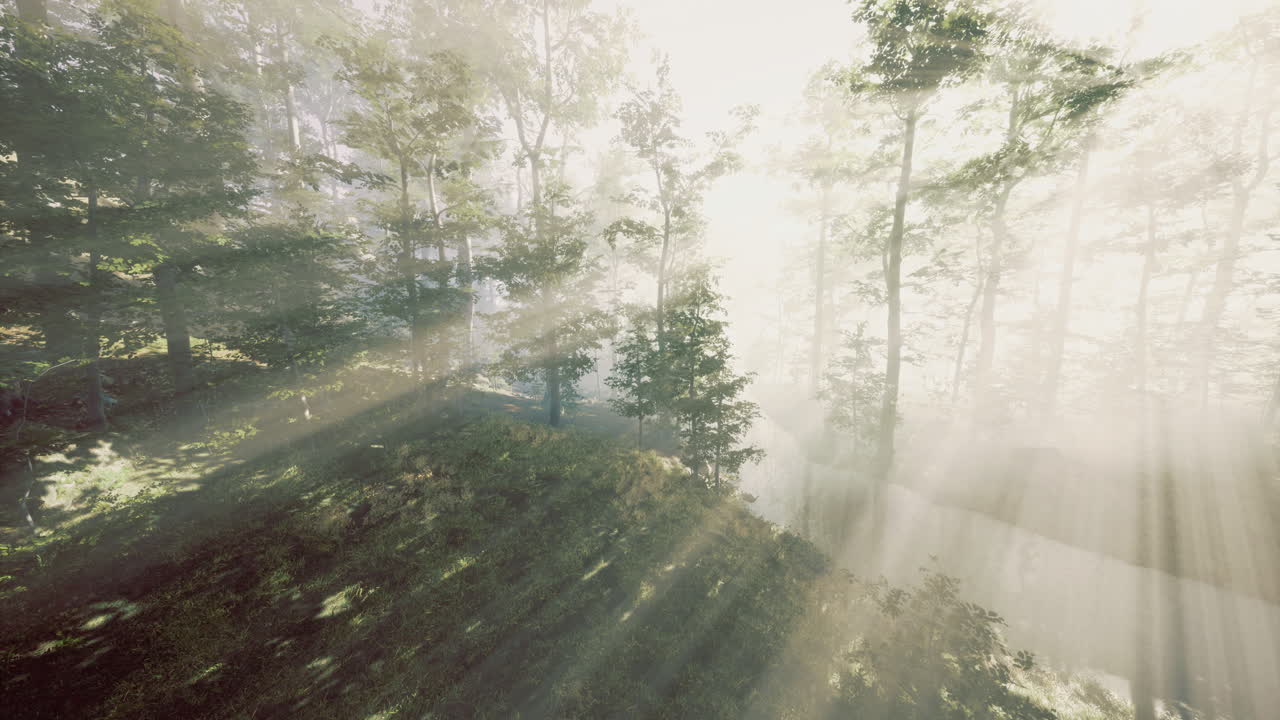 Misty dawn light filters through lush trees in a tranquil forest clearing