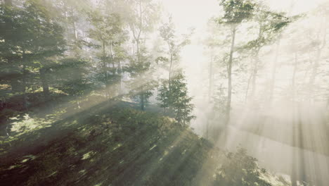 misty dawn light filters through lush trees in a tranquil forest clearing