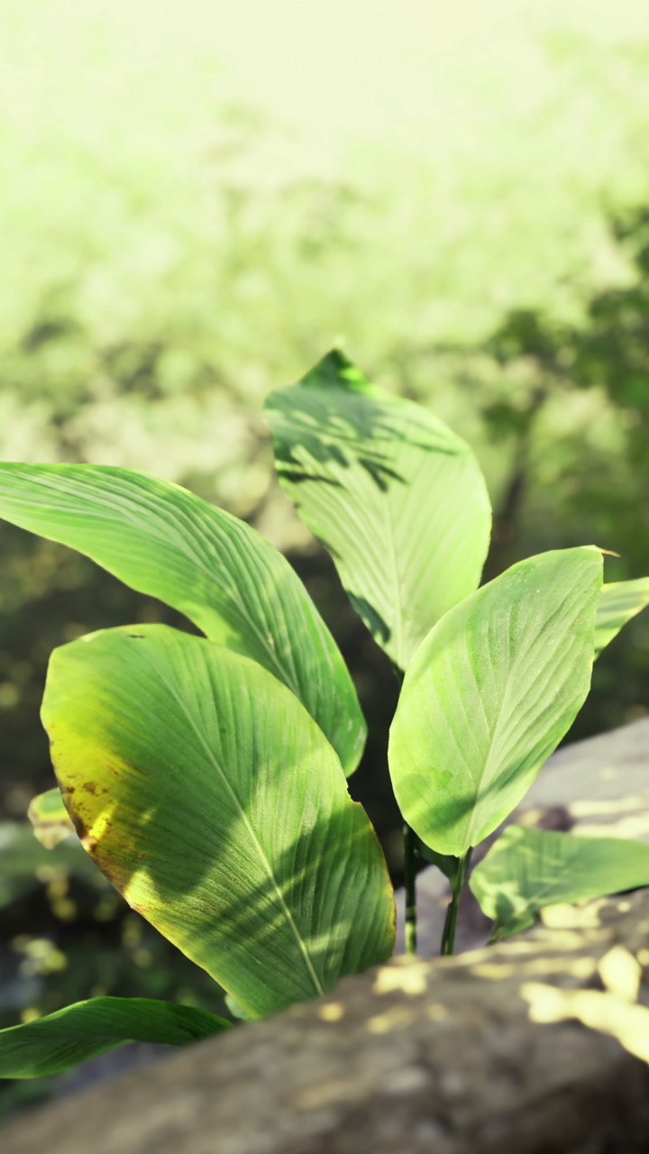 Green leaves grow near a riverbank in a forest during daylight hours