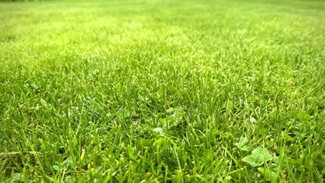 Slow-motion-footage-of-lush,-green-grass-freshly-cut