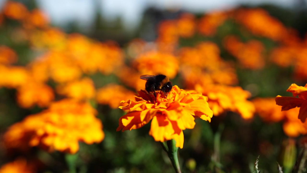 Un vivace primo piano di un'ape che raccoglie nettare da fiori arancioni brillanti nell'Albert Park di Auckland, Nuova Zelanda, durante una soleggiata giornata primaverile.