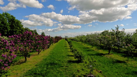 Shot of woman walking through green garden with rows of beautiful purple flowers trees on a cloudy day