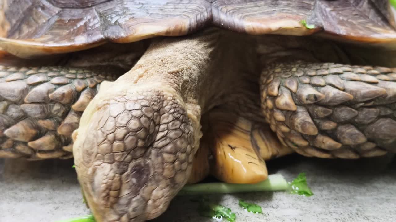 Tortoise eating