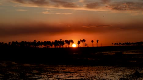 palm trees at sunset on esteros del ibera