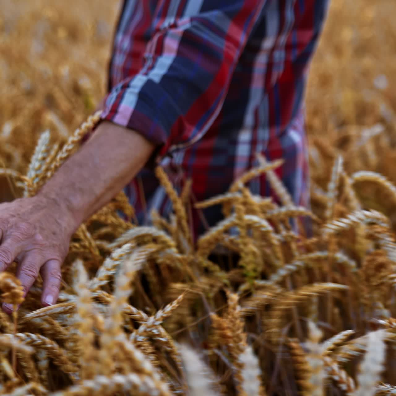 Unrecognized old man wearing checkered shirt walks by the wheat field. Farmer caresses the ripe spikelets with his hand