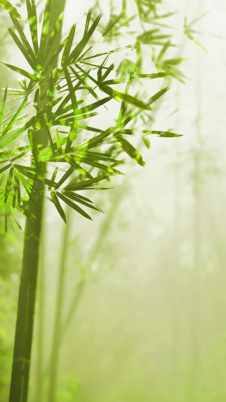 Fusti e foglie di bambù di un verde brillante in un ambiente forestale nebbioso durante il giorno.