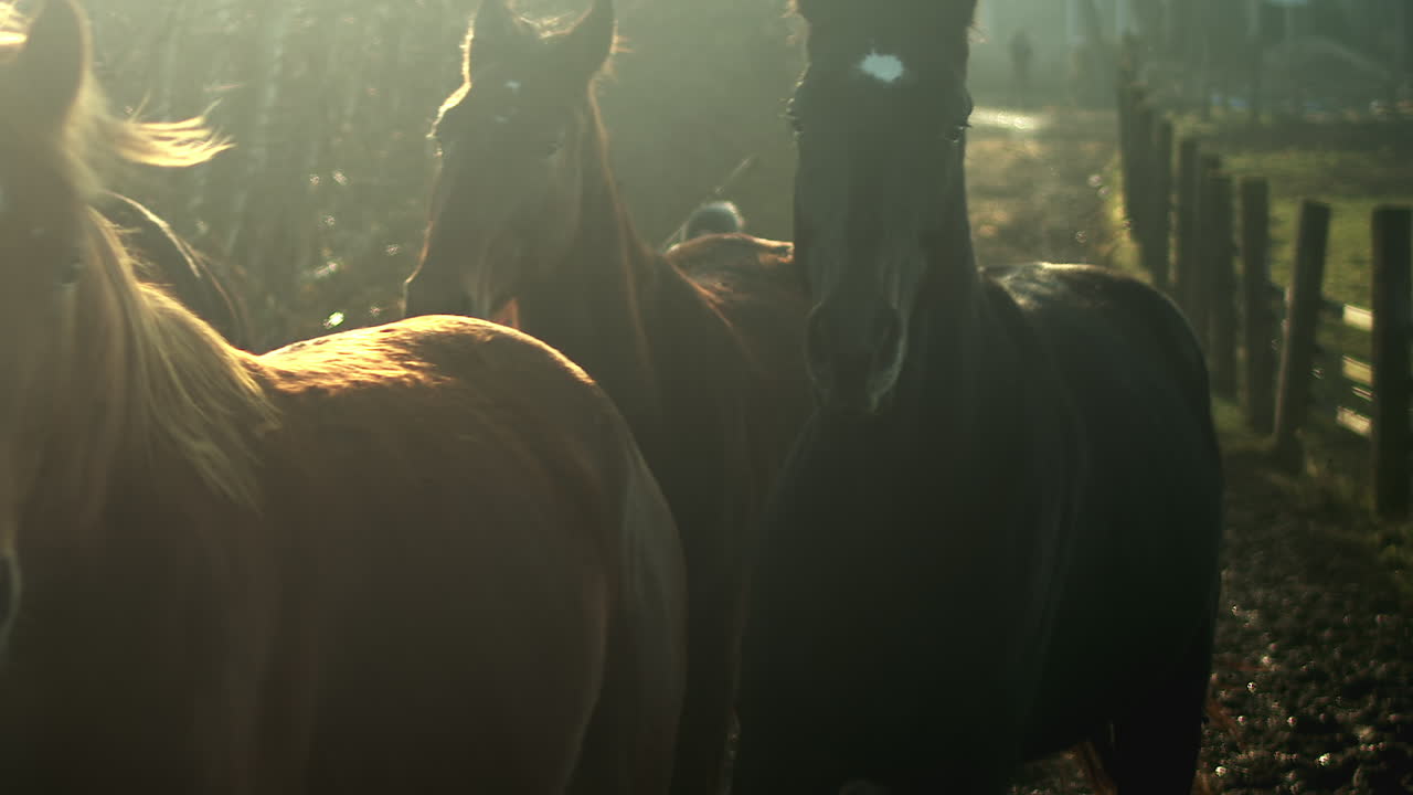 los caballos corren por el camino en la hermosa luz de la mañana, cámara lenta