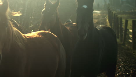 horses run down path in beautiful morning light, slow motion