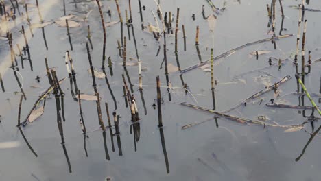 short reeds growing out of a marsh on english countryside