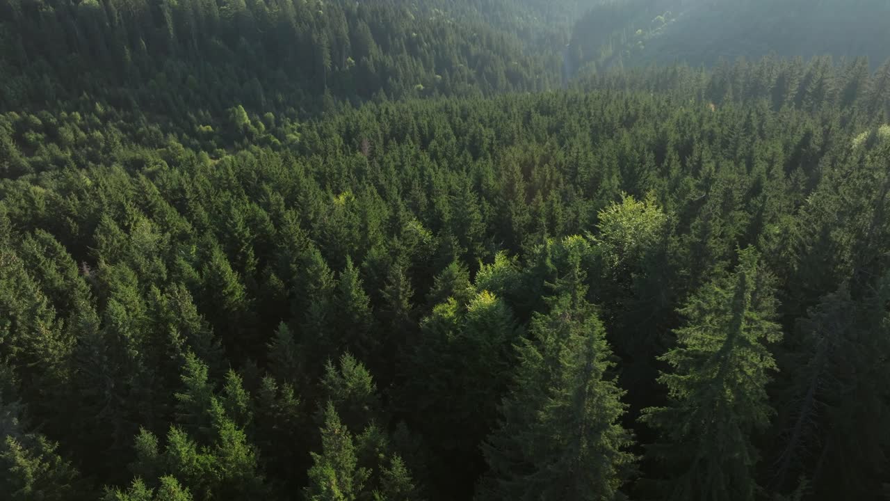 vista aérea de un bosque verde y exuberante en las montañas