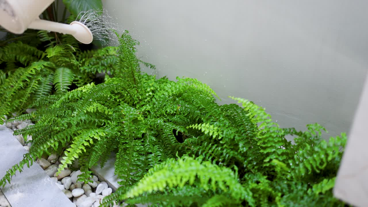 Un annaffiatoio bianco spruzza acqua su felci di un verde vibrante in un giardino domestico.