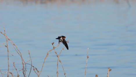 A-lone-Barn-Swallow-Hirundo-rustica-is-cleaning-its-wings-and-feathers-while-balancing-itself-on-a-tiny-twig-of-a-reed-at-Beung-Boraphet-lake-in-Nakhon-Sawan-province,-Thailand