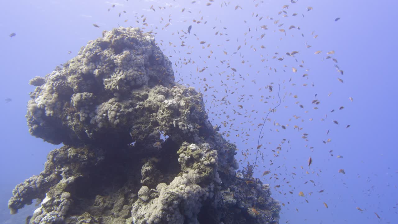 Colorful fish swimming close to a coral structure in 4k