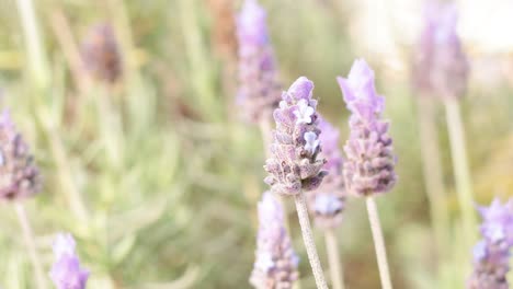 close-up of blooming lavender flowers in garden