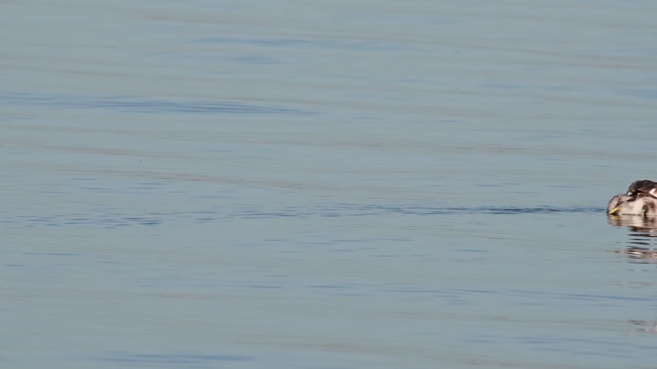 호수, 나콘 사완, 태국에서 화창한 날 동안 오른쪽으로 이동, 큰 볏이 있는 농 병아리 podiceps cristatus