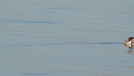 Moviéndose-Hacia-La-Derecha-Durante-Un-Día-Soleado-En-El-Lago,-Somormujo-Lavanco-Podiceps-Cristatus-Bueng-Lago-Boraphet,-Nakhon-Sawan,-Tailandia