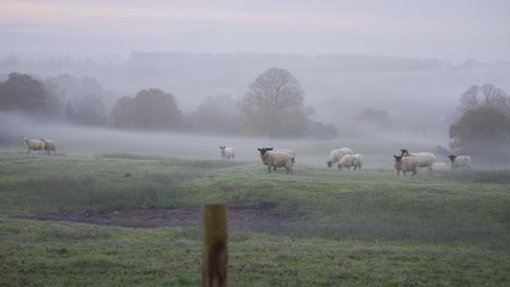 flock of sheep standing in foggy field
