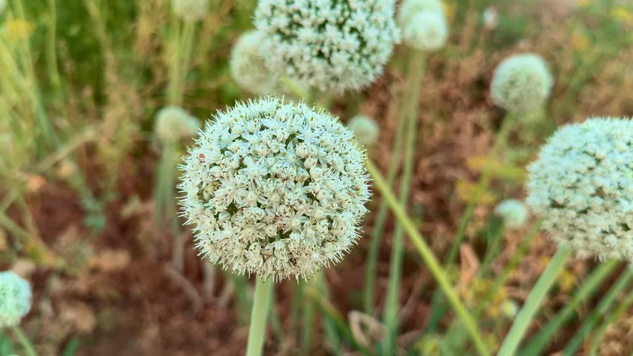 A single onion flower, with white blossoms and a green stem, stands out against a blurred green and orange background.