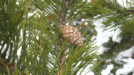 Wehender-Tannenzapfen-Und-Schneebedeckte-Zweige,-Nahaufnahme