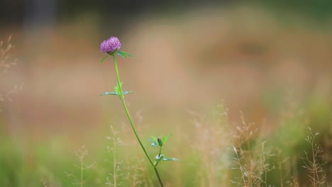 un delicado trébol rosa en el delgado tallo florece, escondido en medio de la exuberante hierba verde