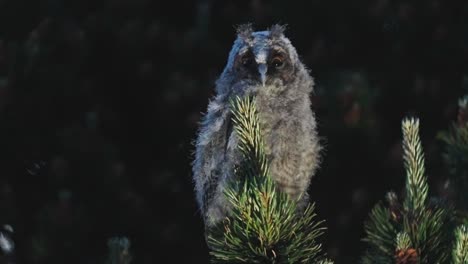 full shot closeup of long-eared owl looking at camera at night, handheld