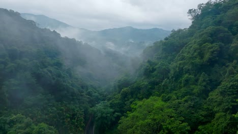 dense vegetated forest mountains with mystic fog in the air