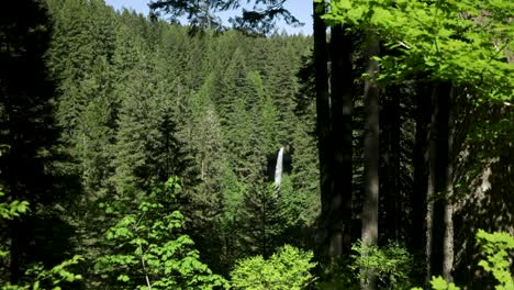 falls from coniferous forest mountains in silver falls state park, oregon, united states of america