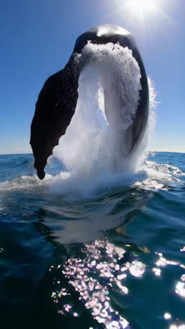 whale jumping out of water