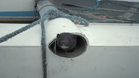 Wild-Mink-looks-out-from-catamaran-hull