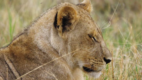 leona relajante en sabana seca en la reserva de caza de moremi, botswana
