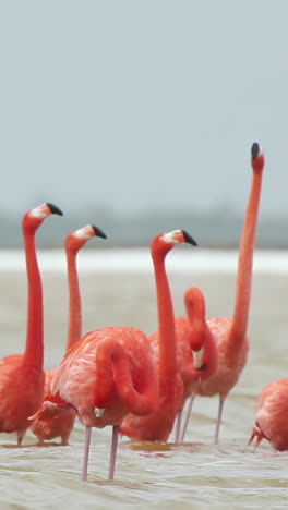 Flamenco-Rosado-México-Vida-Silvestre-Aves