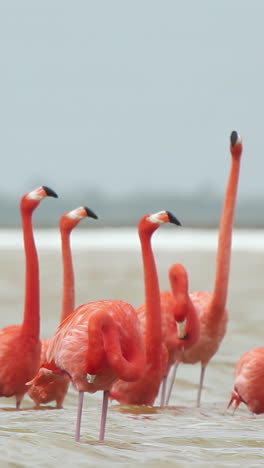 flamenco rosa mexico aves silvestres