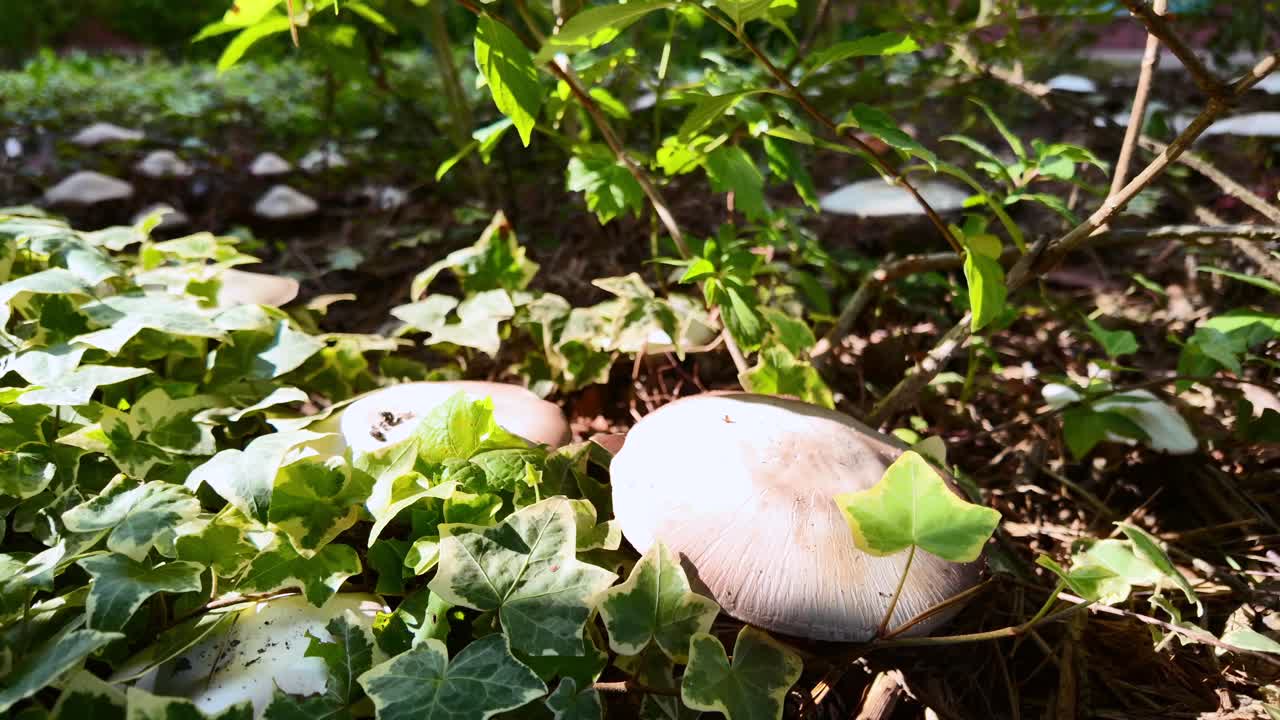 Sunlit Mushrooms and Ivy on the Forest Floor